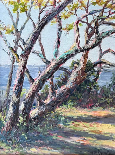 Coastal Tree In Morning Light